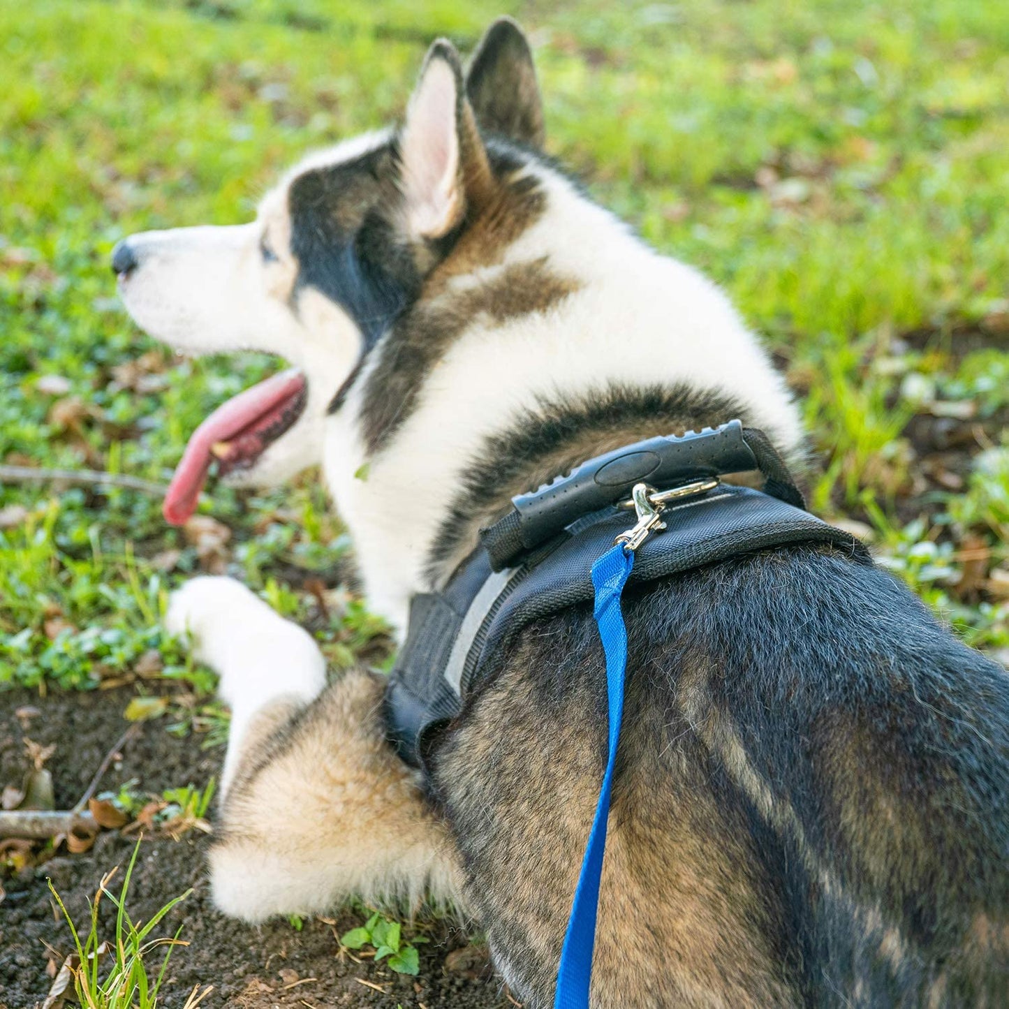Dog/Puppy Obedience Recall Training Agility Lead - 15Ft 20Ft 30Ft 50Ft 100Ft Training Leash - Great for Training, Play, Camping, or Backyard Purple 100 Feet