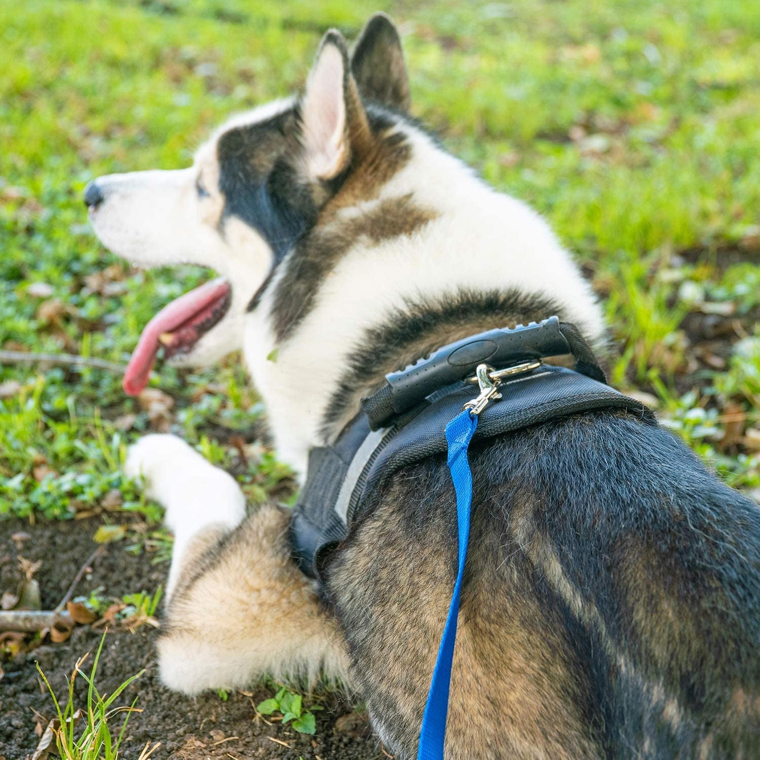 Dog/Puppy Obedience Recall Training Agility Lead - 15Ft 20Ft 30Ft 50Ft 100Ft Training Leash - Great for Training, Play, Camping, or Backyard Purple 100 Feet