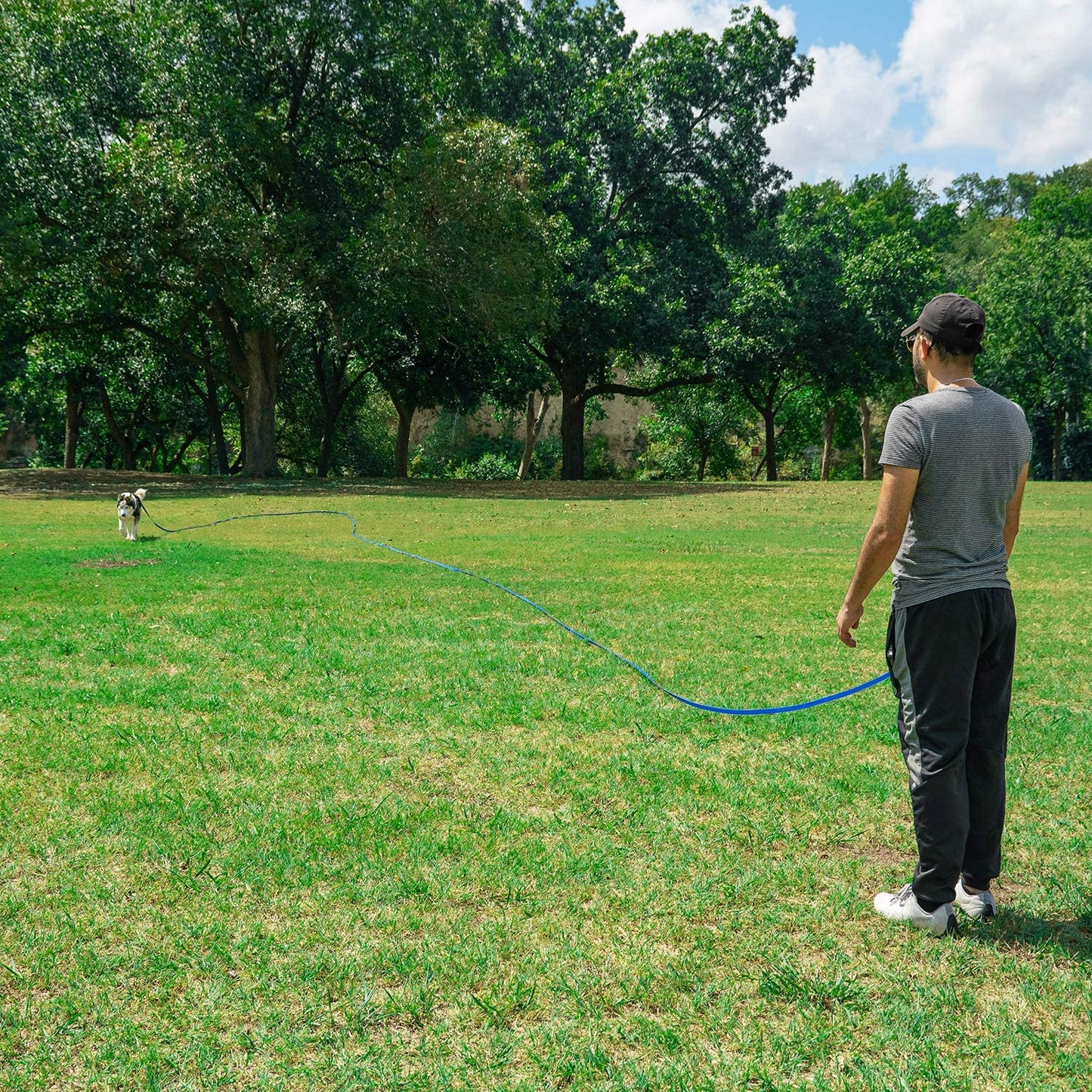 Dog/Puppy Obedience Recall Training Agility Lead - 15Ft 20Ft 30Ft 50Ft 100Ft Training Leash - Great for Training, Play, Camping, or Backyard Purple 100 Feet
