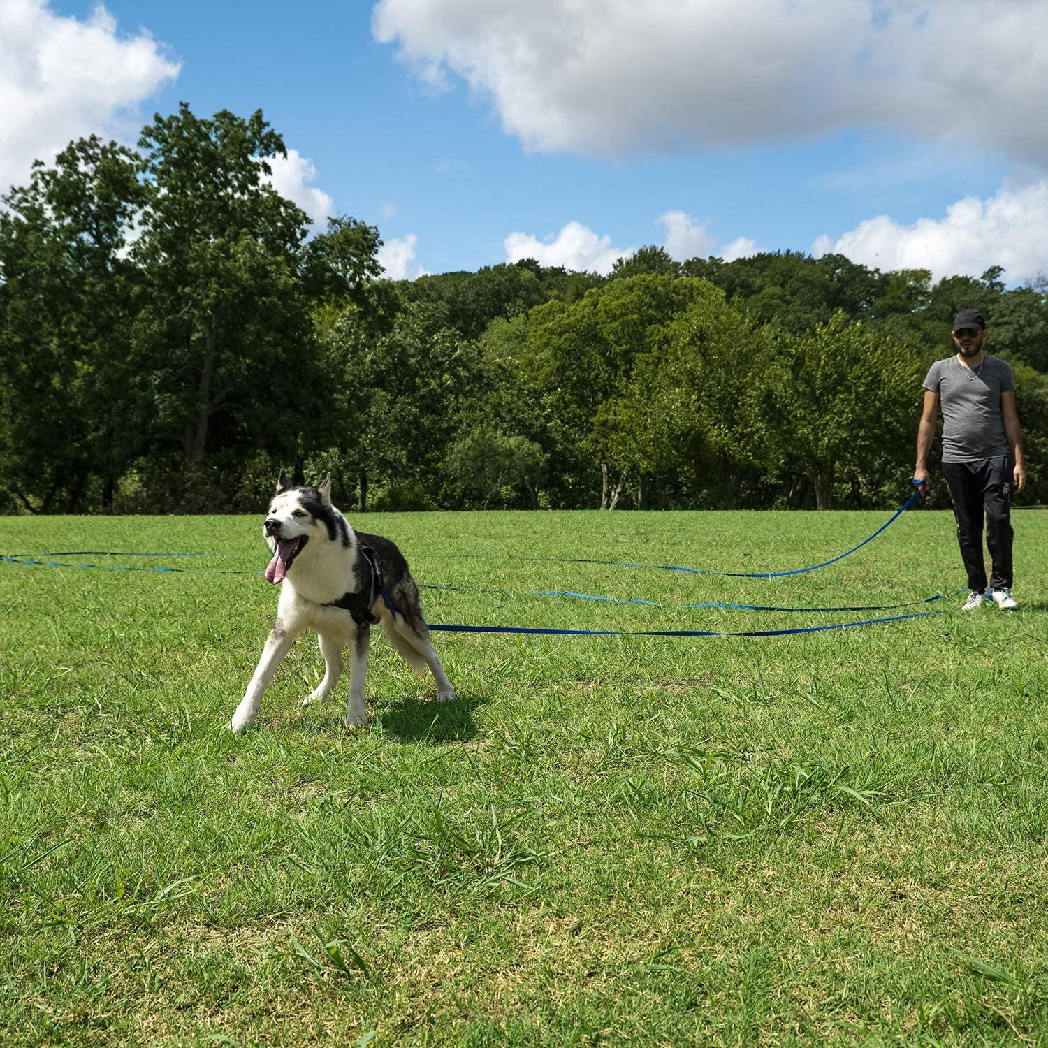 Dog/Puppy Obedience Recall Training Agility Lead - 15Ft 20Ft 30Ft 50Ft 100Ft Training Leash - Great for Training, Play, Camping, or Backyard Purple 100 Feet